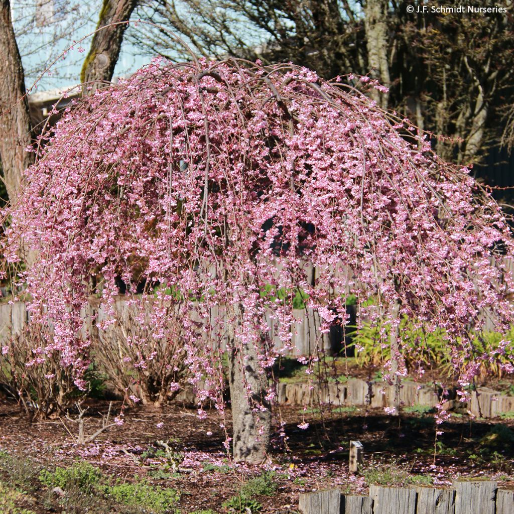 Prunus Pink Cascade - Ciliegio da fiore