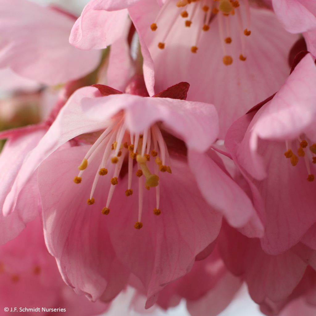 Prunus Pink Cascade - Ciliegio da fiore