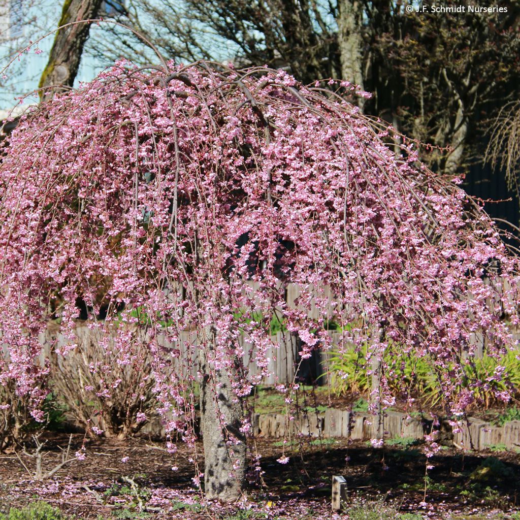 Prunus Pink Cascade - Ciliegio da fiore