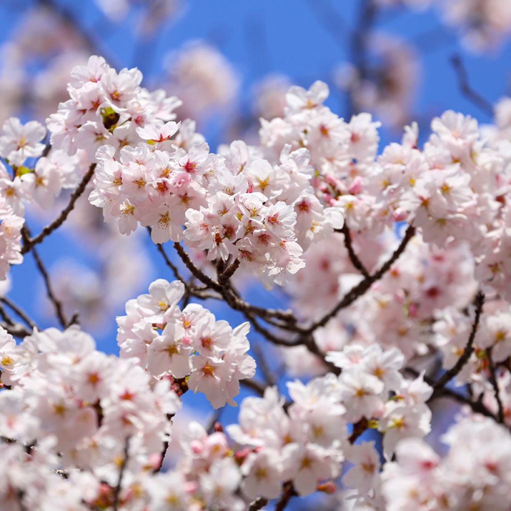 Prunus yedoensis - Ciliegio da fiore