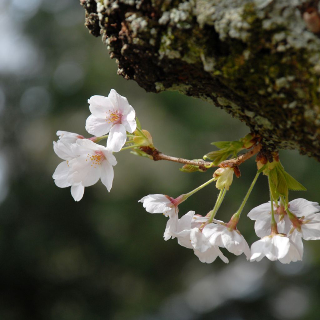 Prunus yedoensis - Ciliegio da fiore