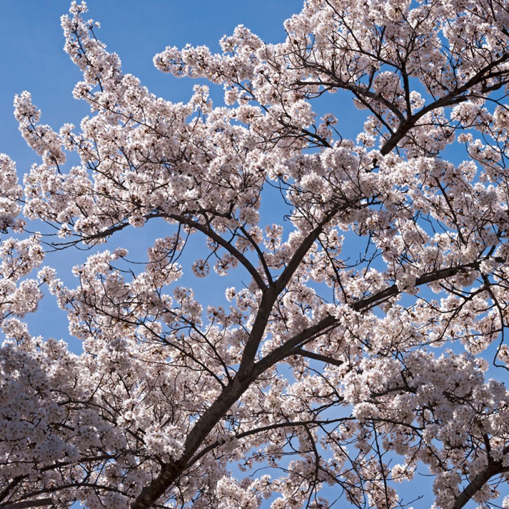 Prunus yedoensis - Ciliegio da fiore