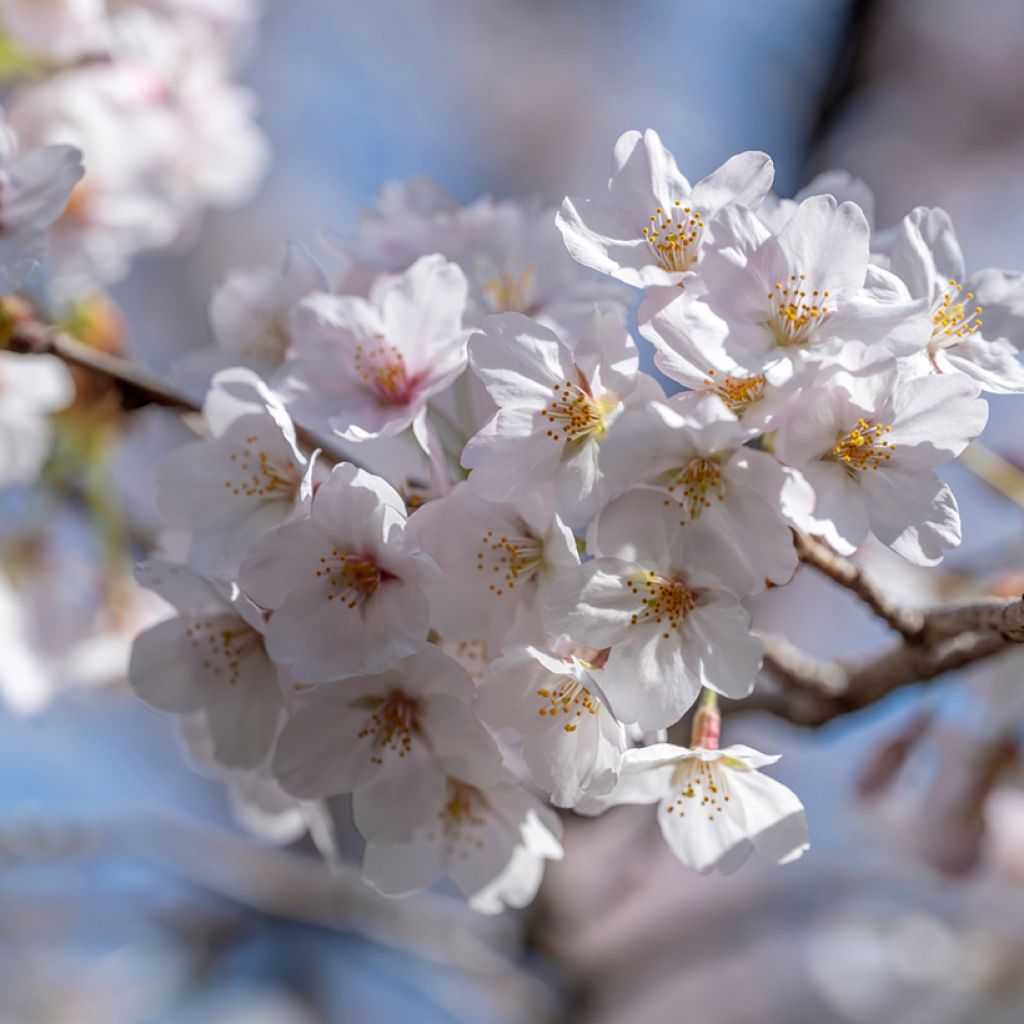 Prunus yedoensis - Ciliegio da fiore