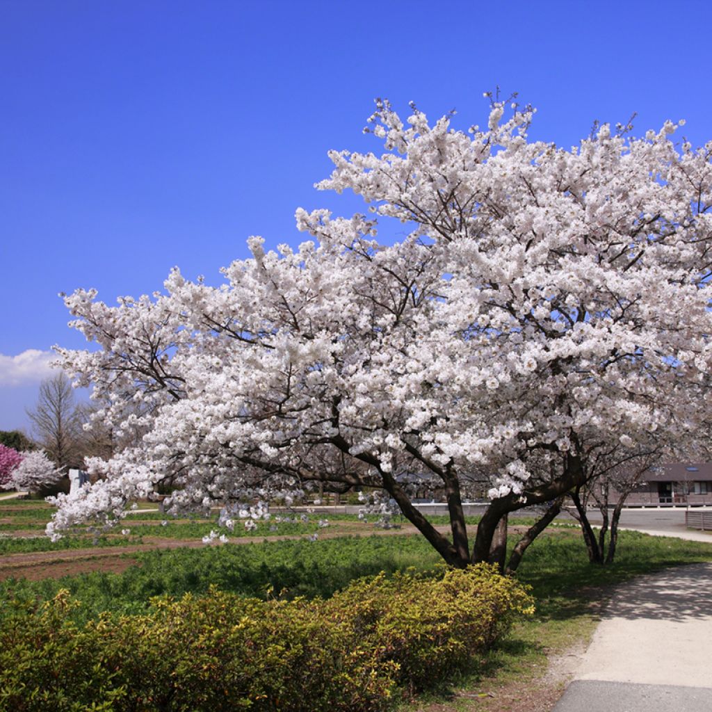 Prunus yedoensis - Ciliegio da fiore