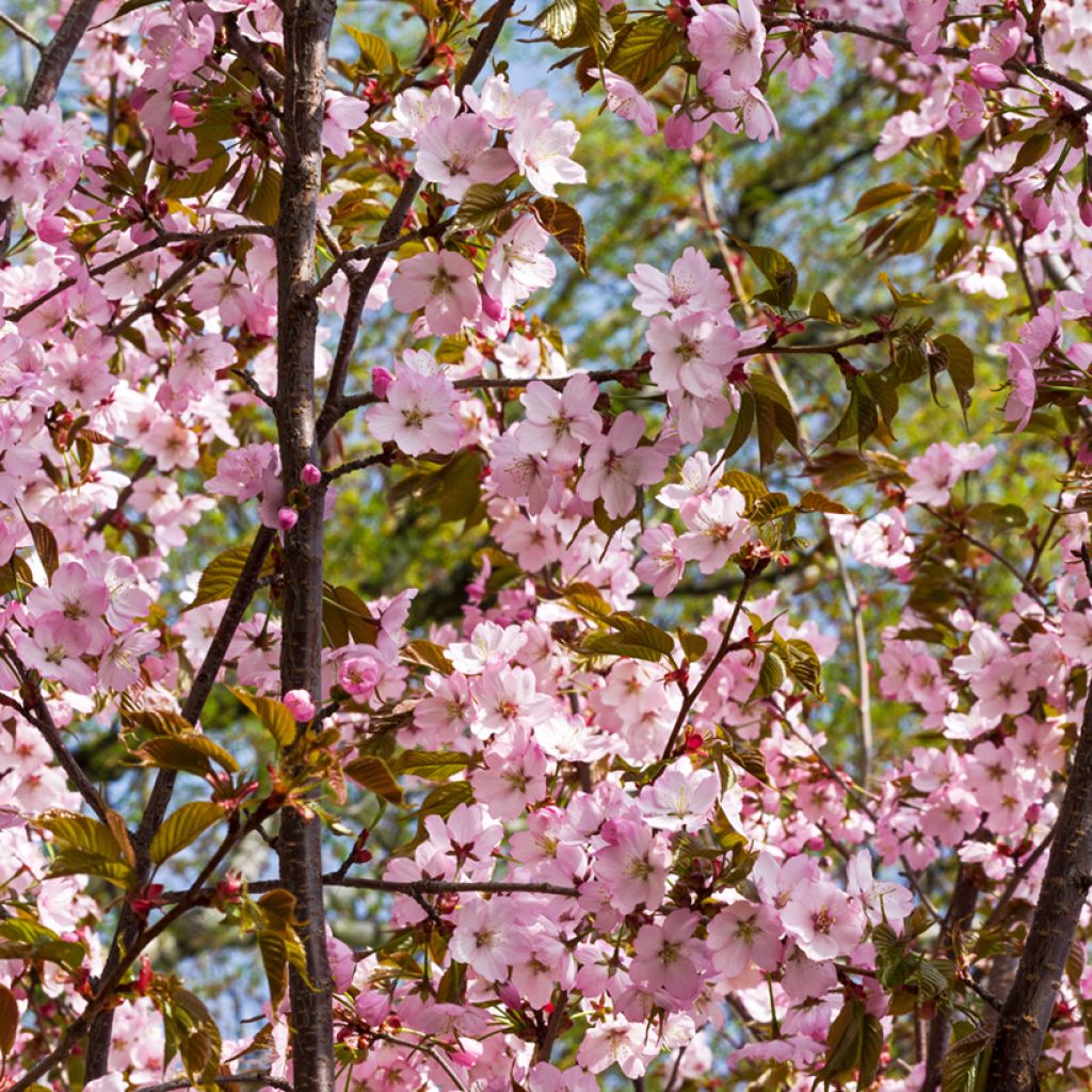 Prunus sargentii - Ciliegio da fiore