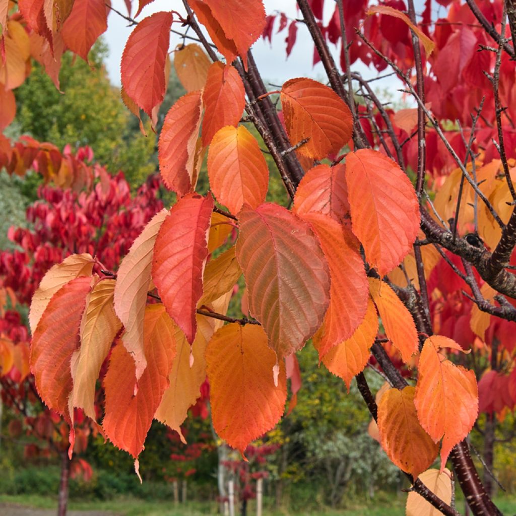 Prunus sargentii - Ciliegio da fiore