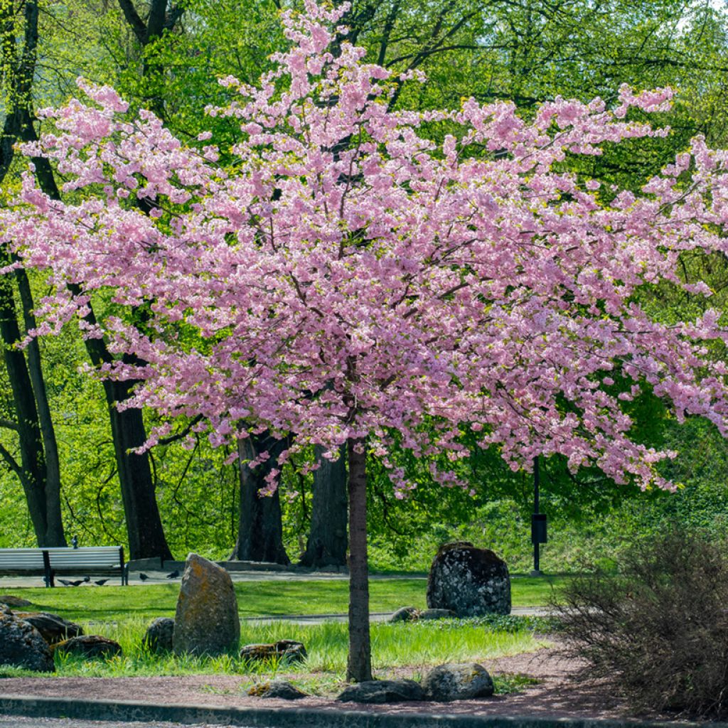 Prunus sargentii - Ciliegio da fiore