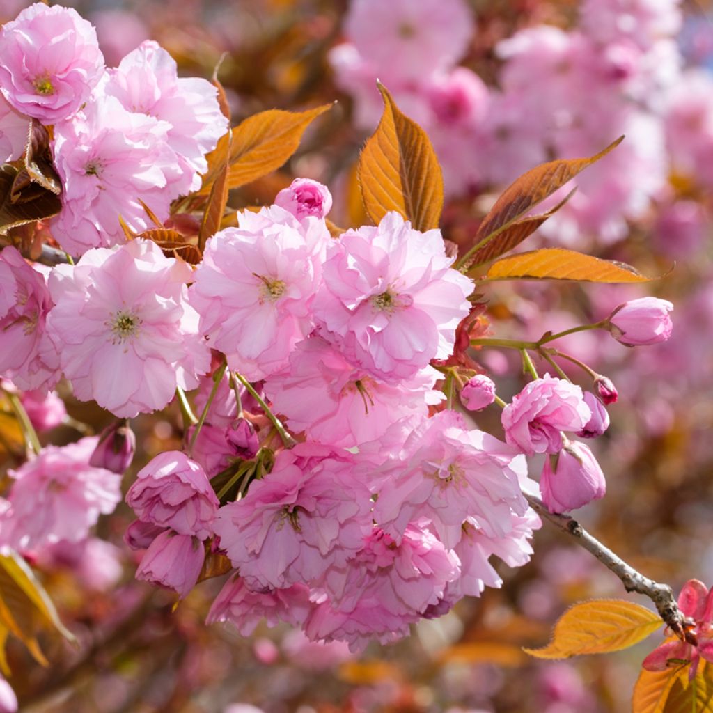 Prunus serrulata Kanzan - Ciliegio da fiore