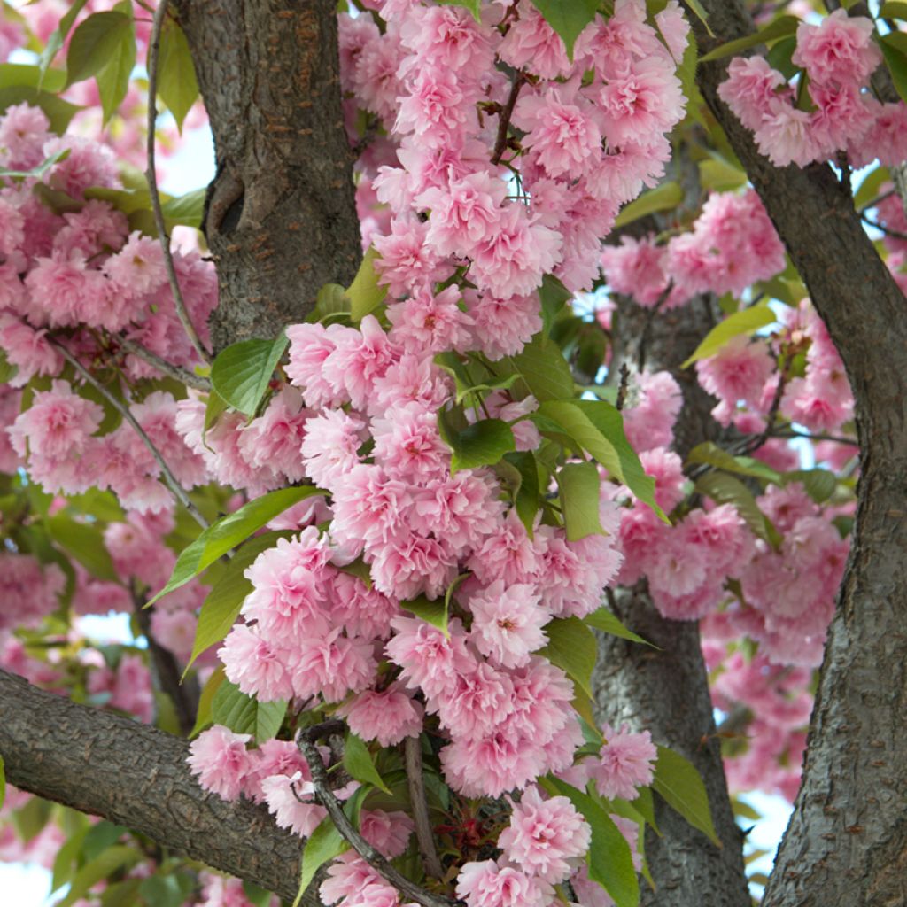 Prunus serrulata Kanzan - Ciliegio da fiore