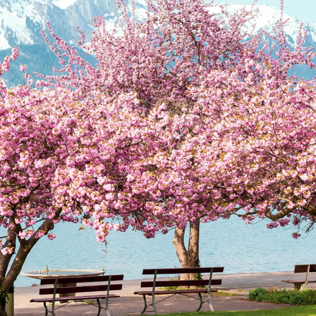 Prunus serrulata Kanzan - Ciliegio da fiore