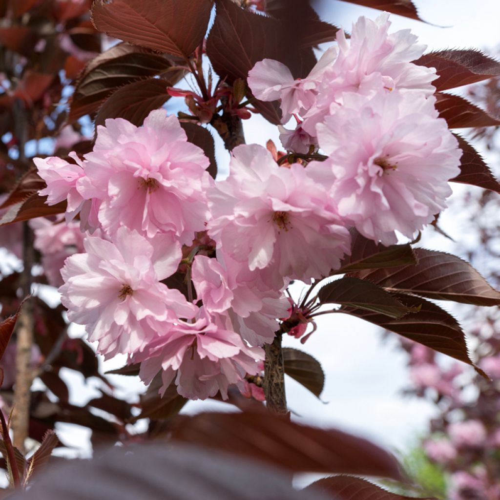 Prunus serrulata Kanzan - Ciliegio da fiore