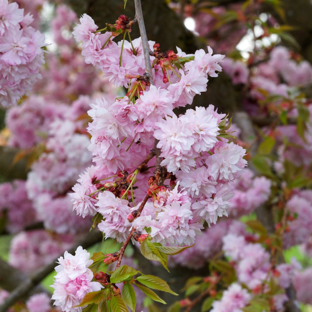 Prunus serrulata Kanzan - Ciliegio da fiore