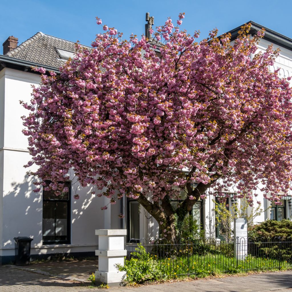 Prunus serrulata Kanzan - Ciliegio da fiore