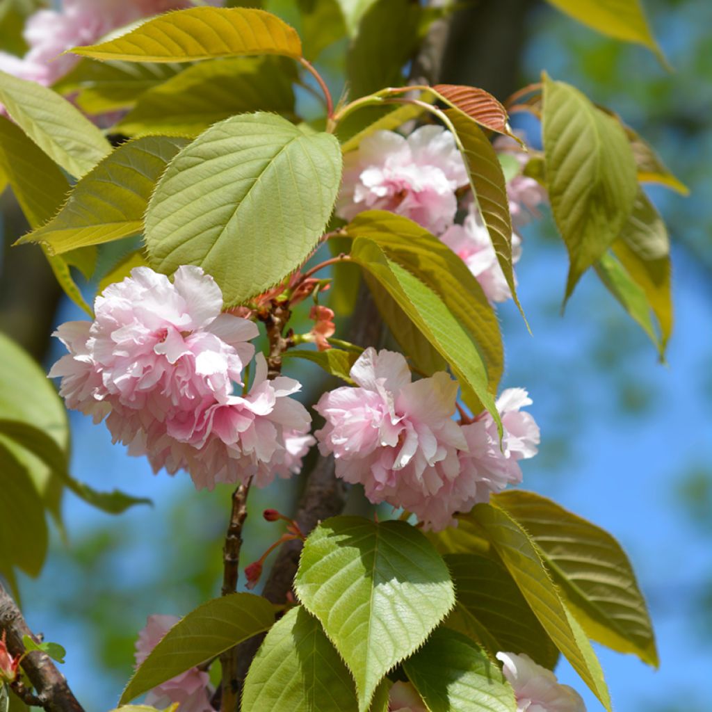 Prunus serrulata Kanzan - Ciliegio da fiore