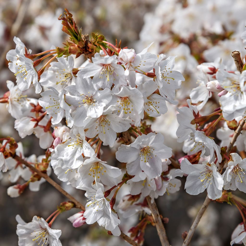 Prunus incisa Mikinori - Ciliegio da fiore