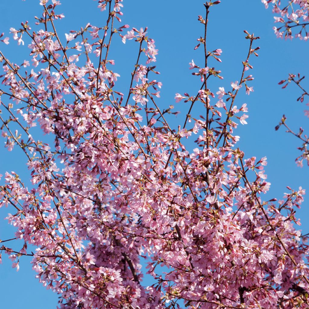 Prunus incisa Paean - Ciliegio da fiore