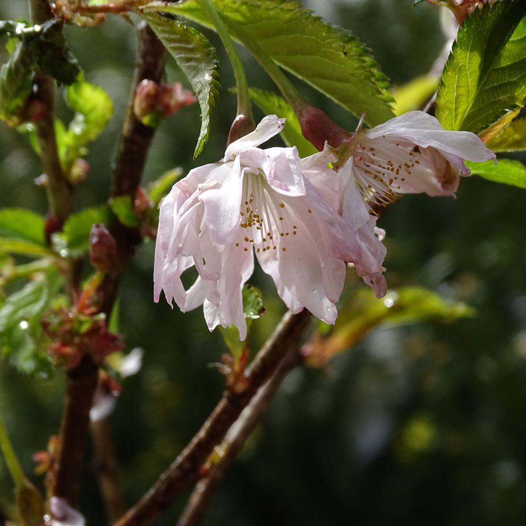 Prunus incisa Oshidori - Ciliegio da fiore