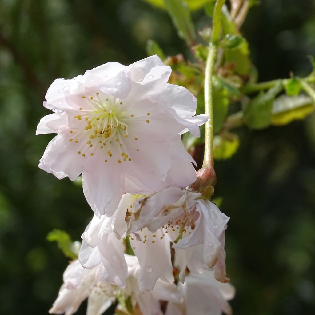 Prunus incisa Oshidori - Ciliegio da fiore