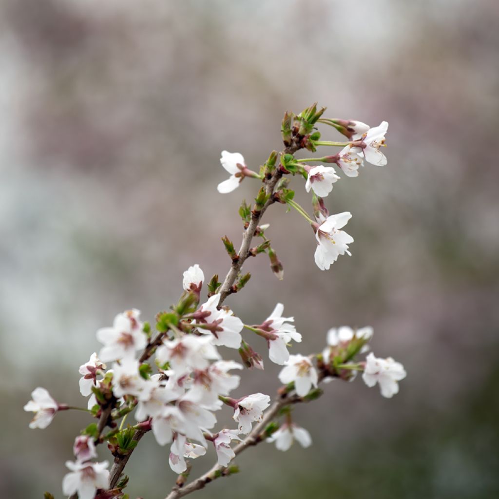 Prunus incisa Kojo no mai - Ciliegio da fiore