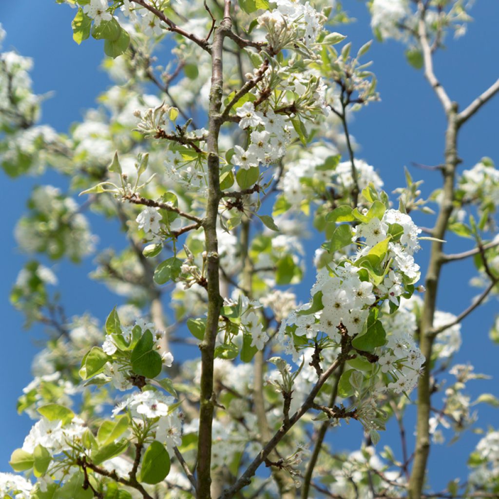 Prunus serrulata Sunset Boulevard - Ciliegio da fiore