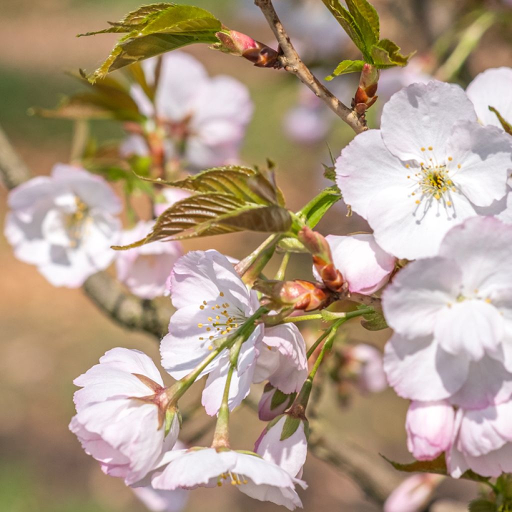 Prunus serrulata Sunset Boulevard - Ciliegio da fiore