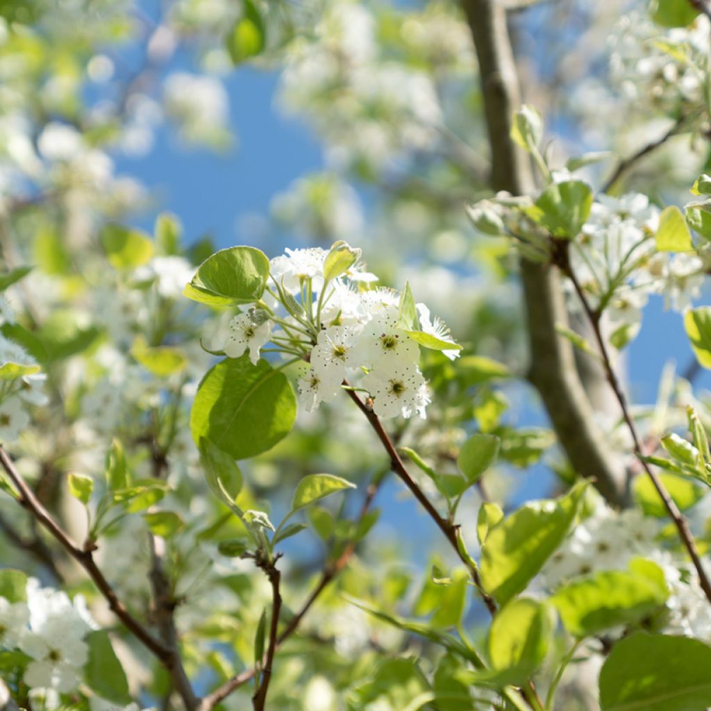 Prunus serrulata Sunset Boulevard - Ciliegio da fiore