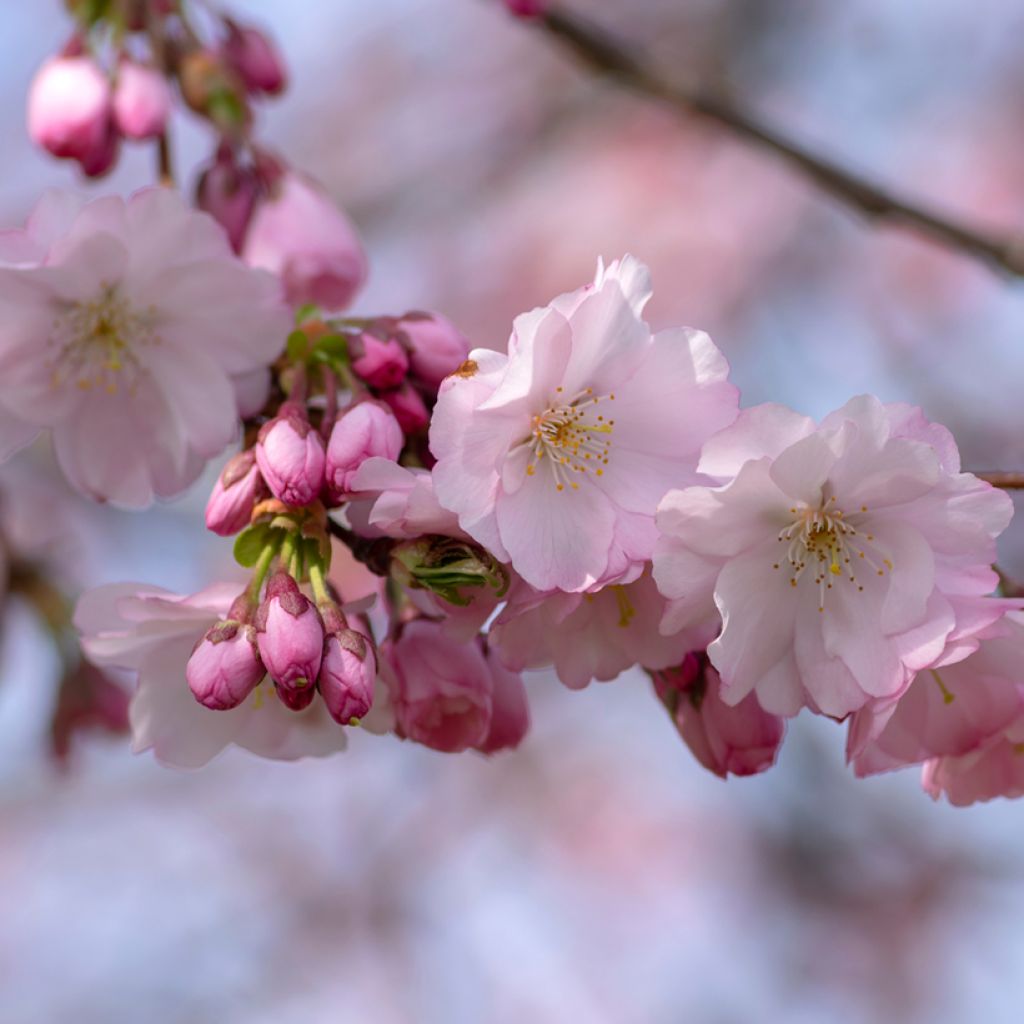 Prunus Accolade - Ciliegio da fiore