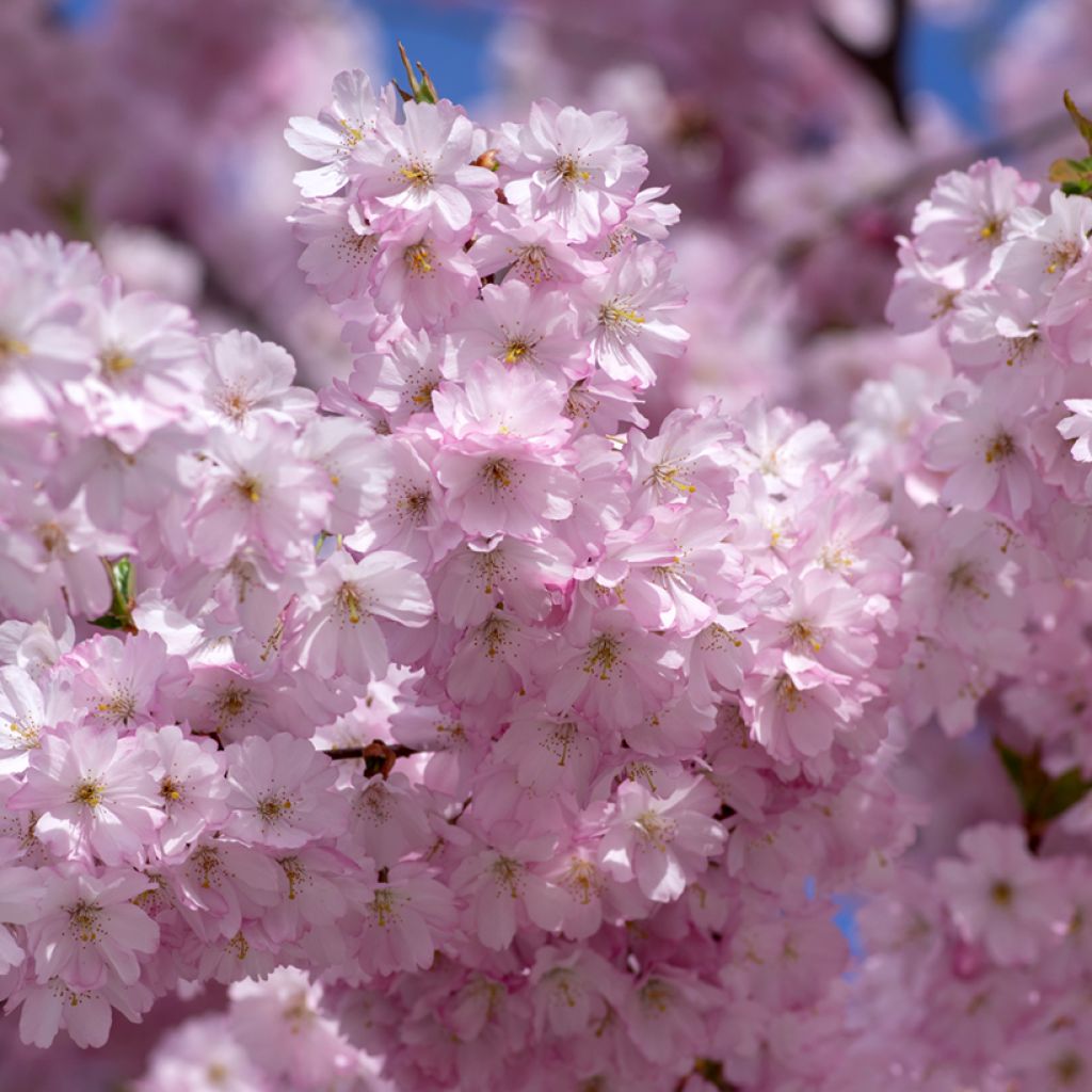 Prunus Accolade - Ciliegio da fiore