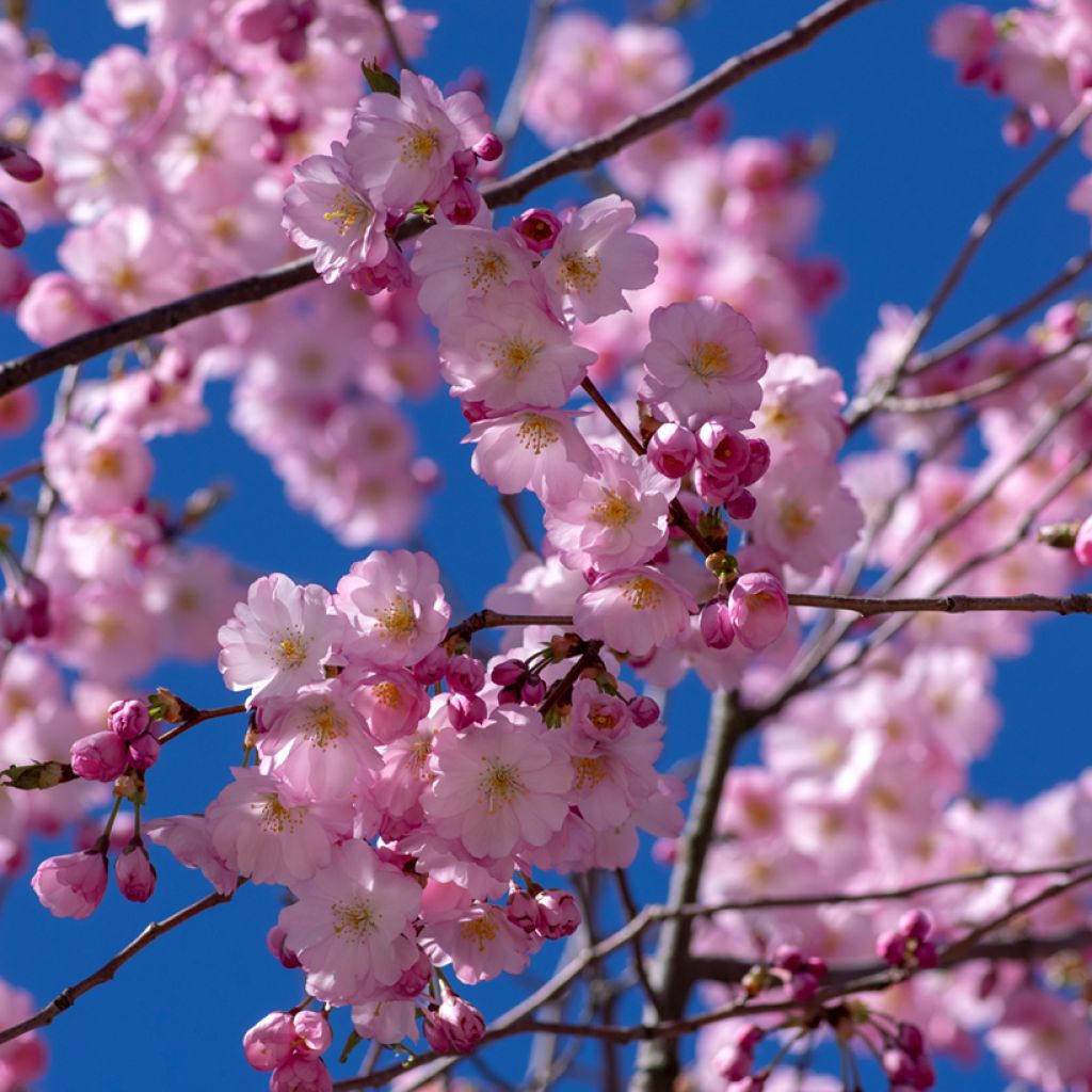 Prunus Accolade - Ciliegio da fiore