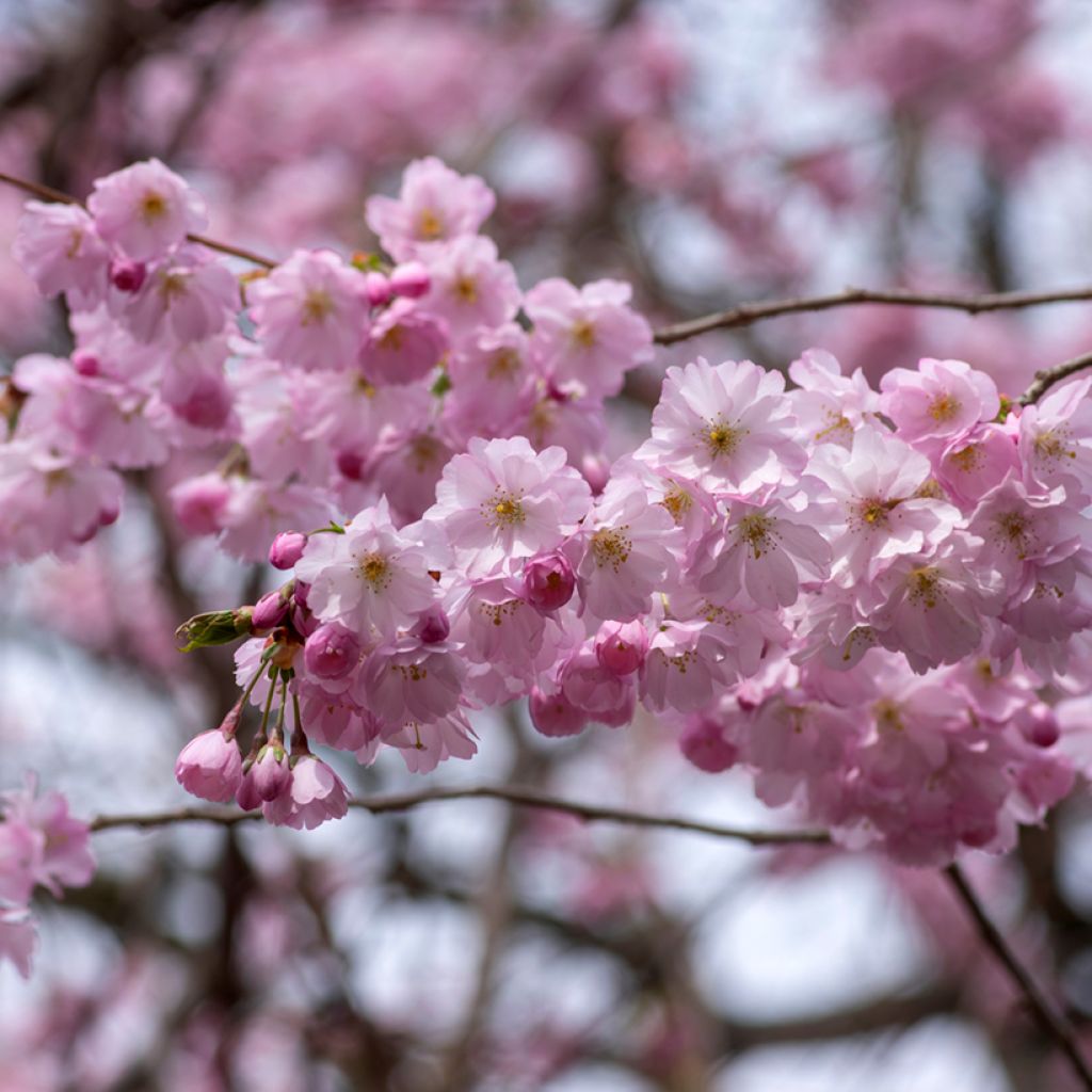 Prunus Accolade - Ciliegio da fiore