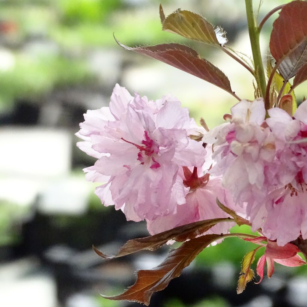 Prunus serrulata Royal Burgundy - Ciliegio da fiore