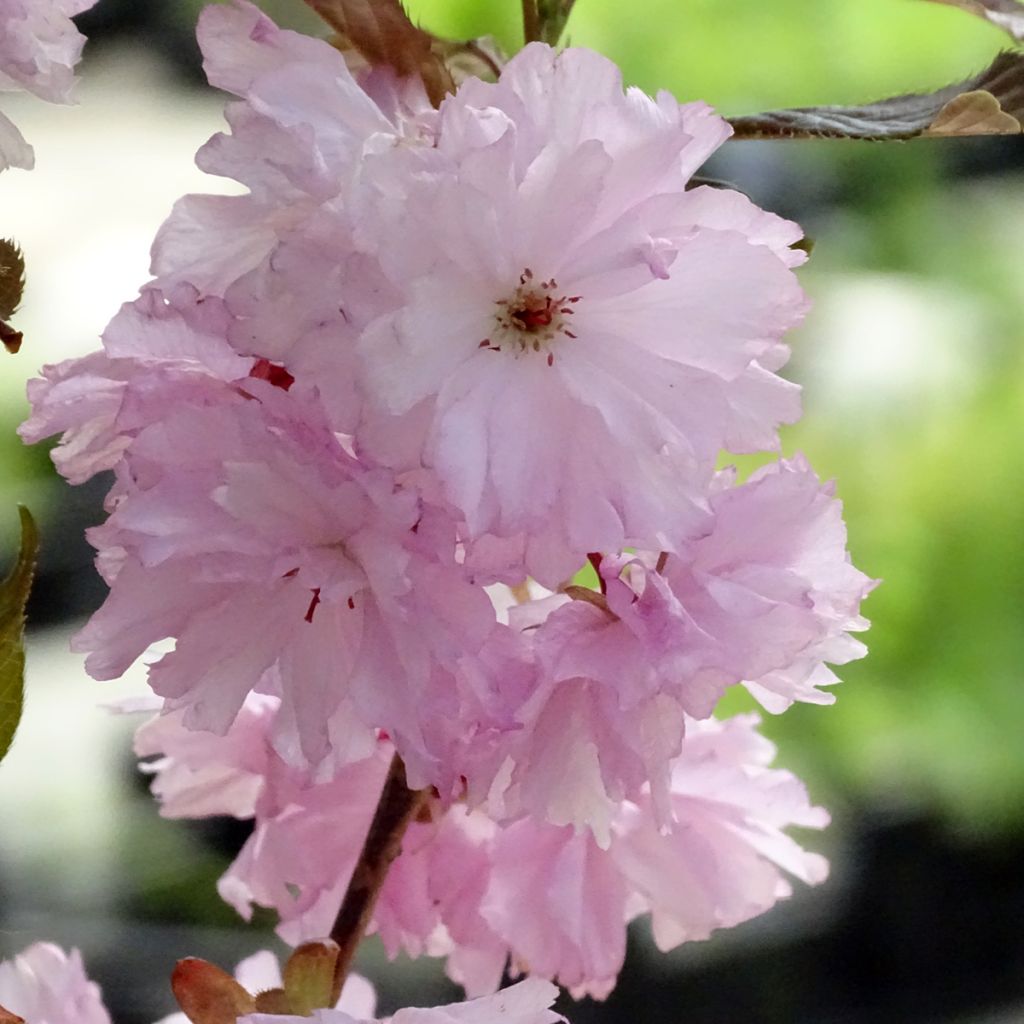 Prunus serrulata Royal Burgundy - Ciliegio da fiore