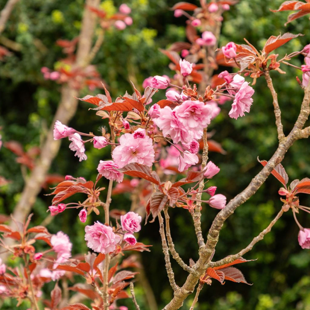 Prunus serrulata Royal Burgundy - Ciliegio da fiore