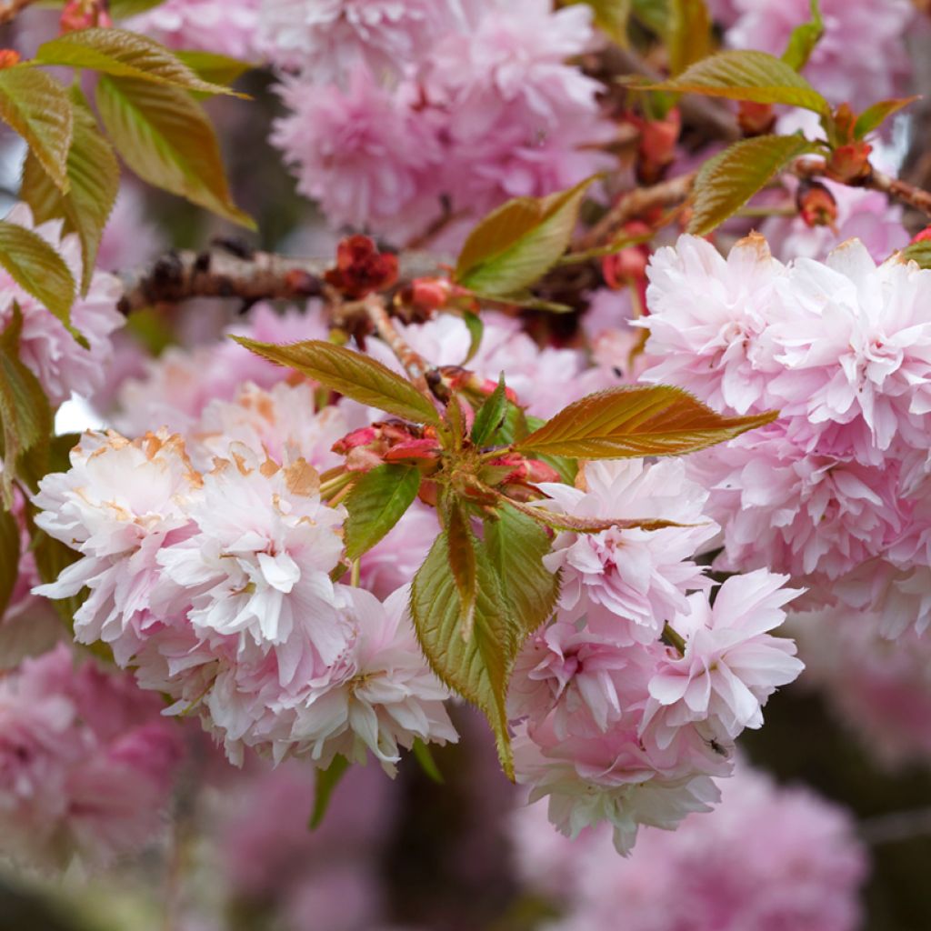 Prunus serrulata Royal Burgundy - Ciliegio da fiore