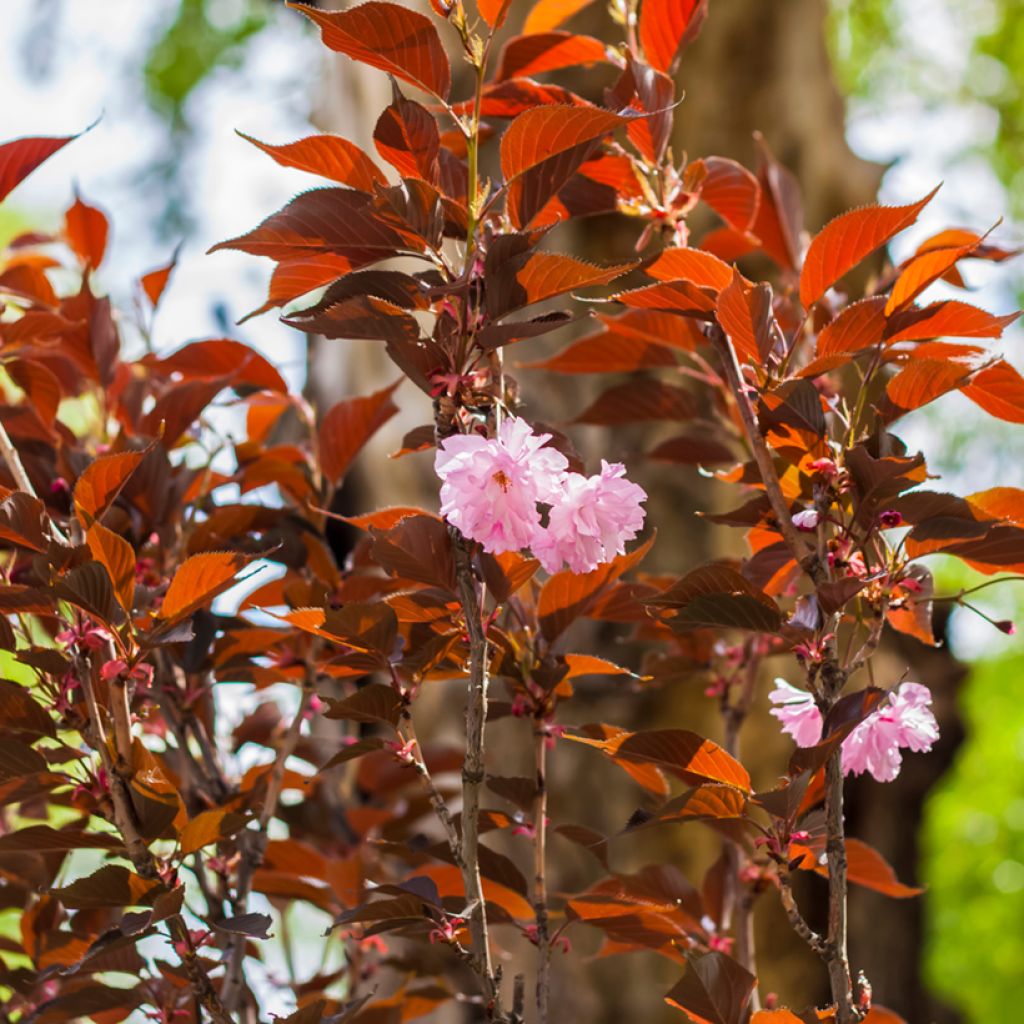 Prunus serrulata Royal Burgundy - Ciliegio da fiore