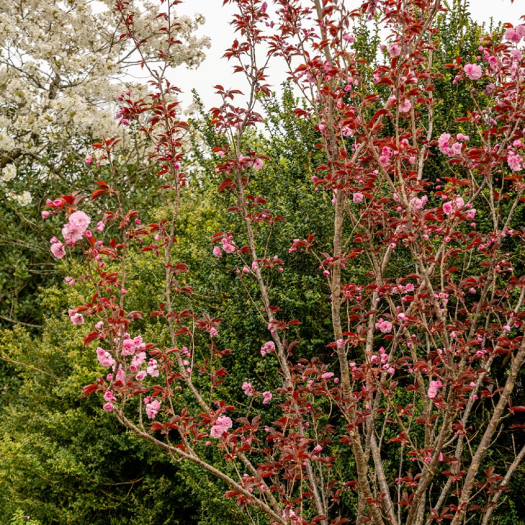 Prunus serrulata Royal Burgundy - Ciliegio da fiore