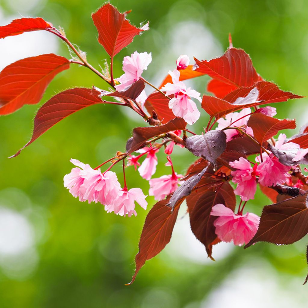 Prunus serrulata Royal Burgundy - Ciliegio da fiore