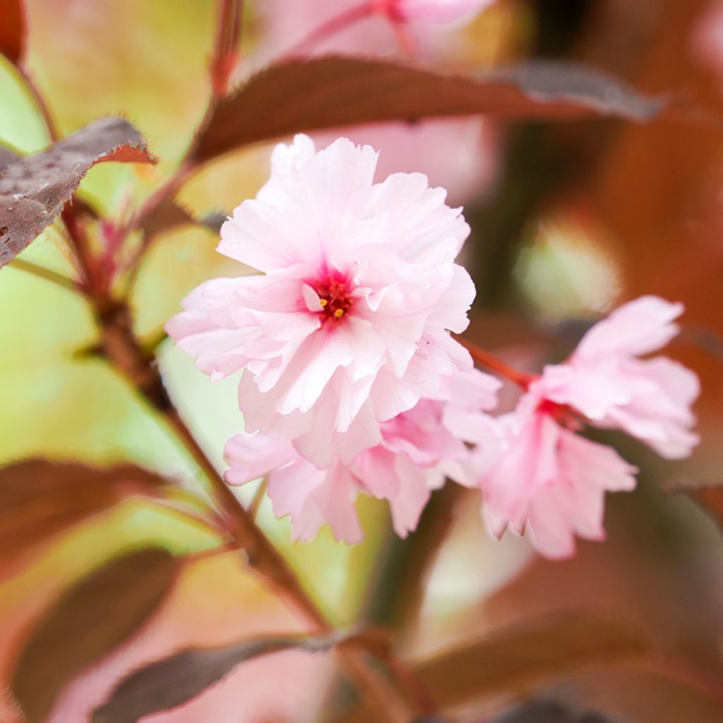 Prunus serrulata Royal Burgundy - Ciliegio da fiore