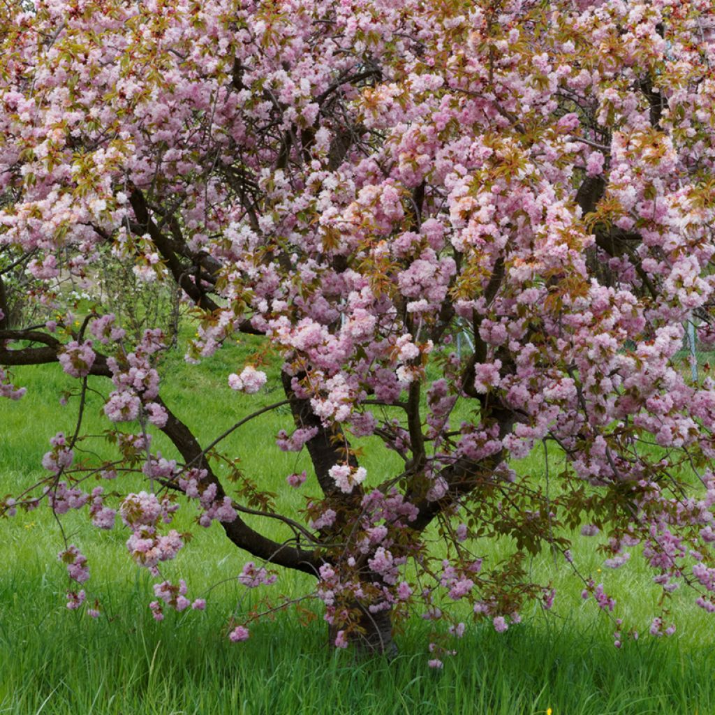 Prunus serrulata Royal Burgundy - Ciliegio da fiore