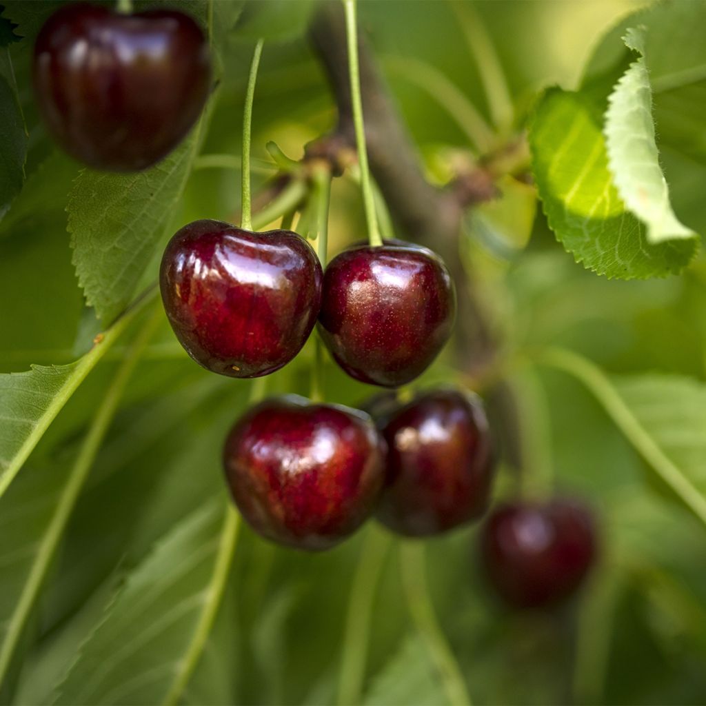 Amareno Fruit Me Cherry Me