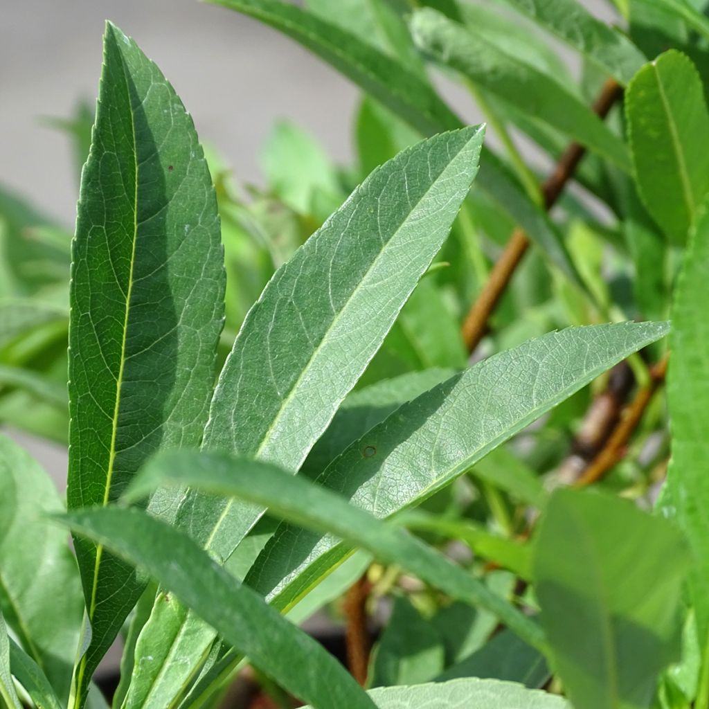 Cerisier nain rampant - Prunus pumila Depressa