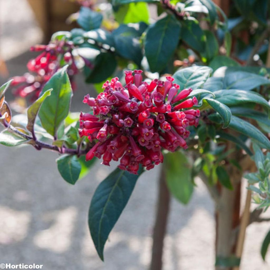 Cestrum purpureum