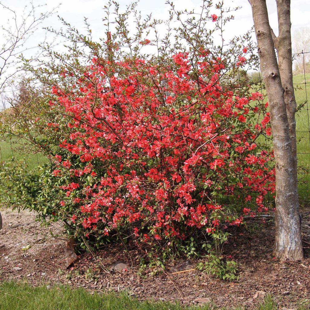 Chaenomeles japonica Sargentii - Fior di Pesco