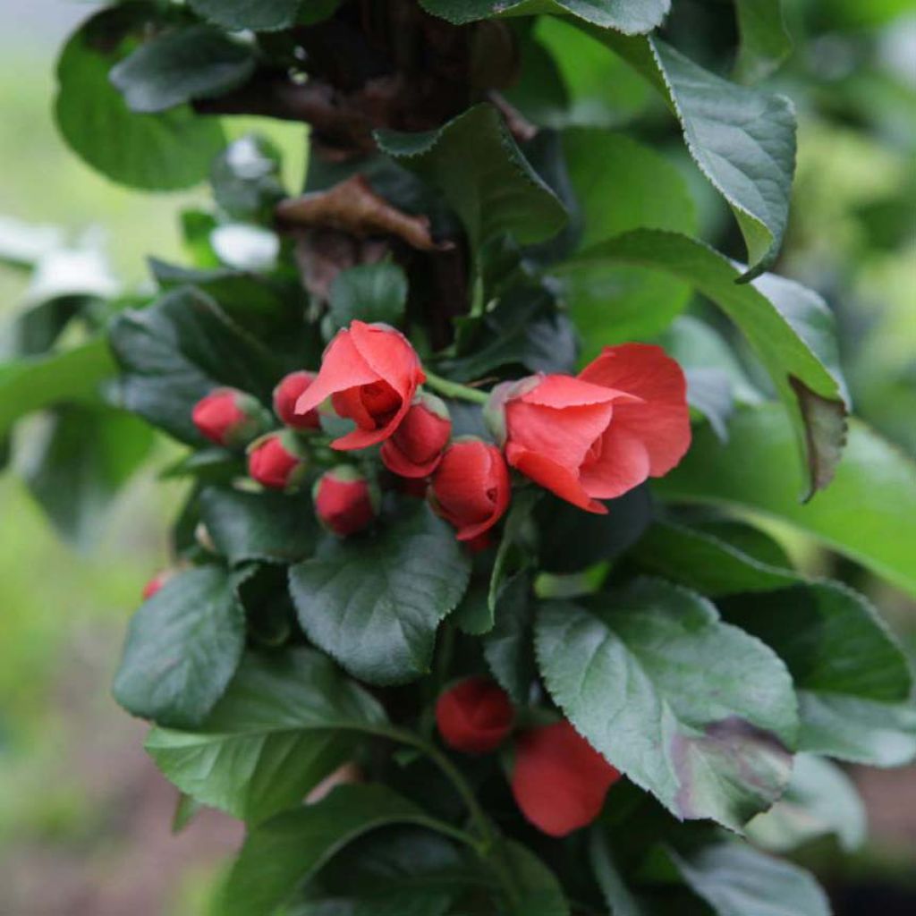 Chaenomeles speciosa Orange Storm - Fior di Pesco