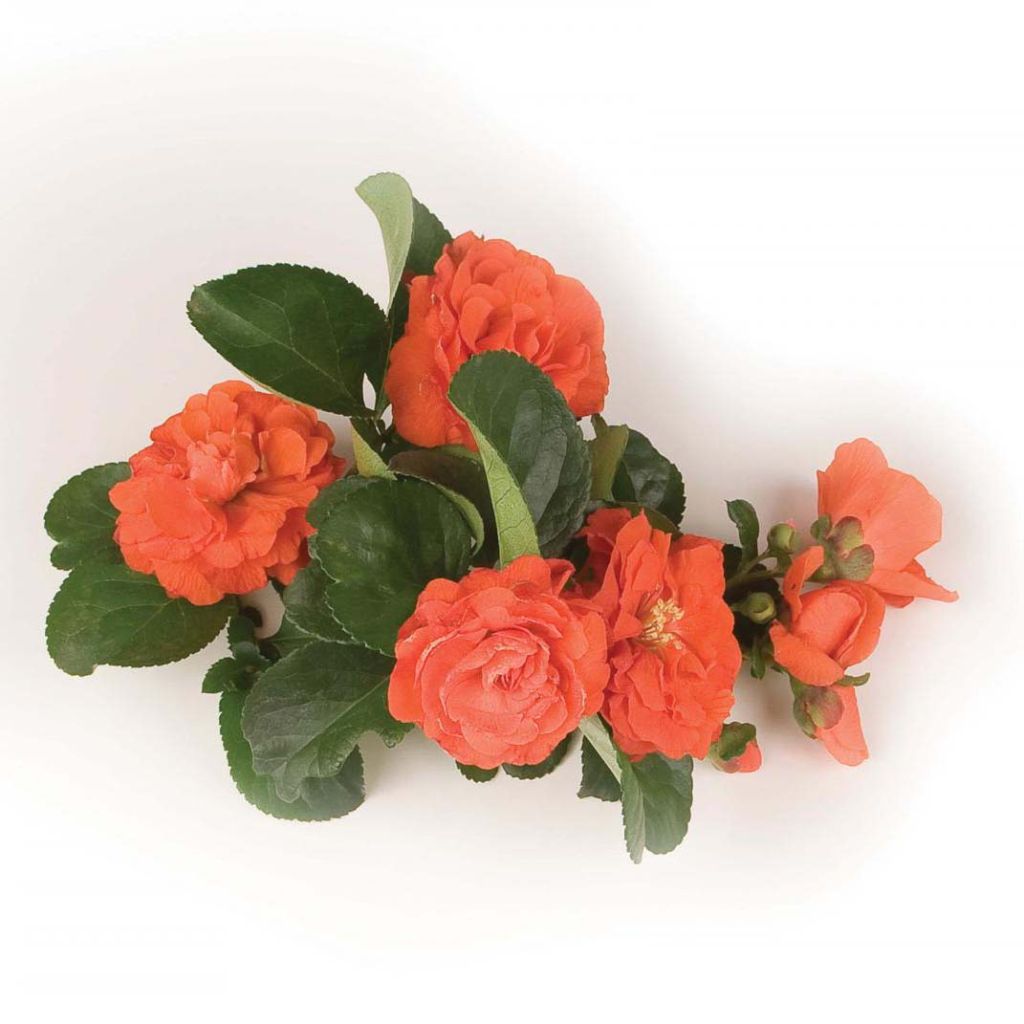 Chaenomeles speciosa Orange Storm - Fior di Pesco