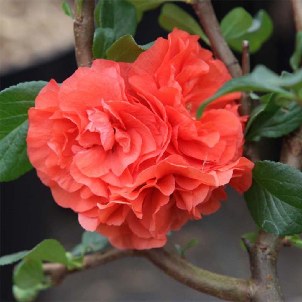 Chaenomeles speciosa Orange Storm - Fior di Pesco