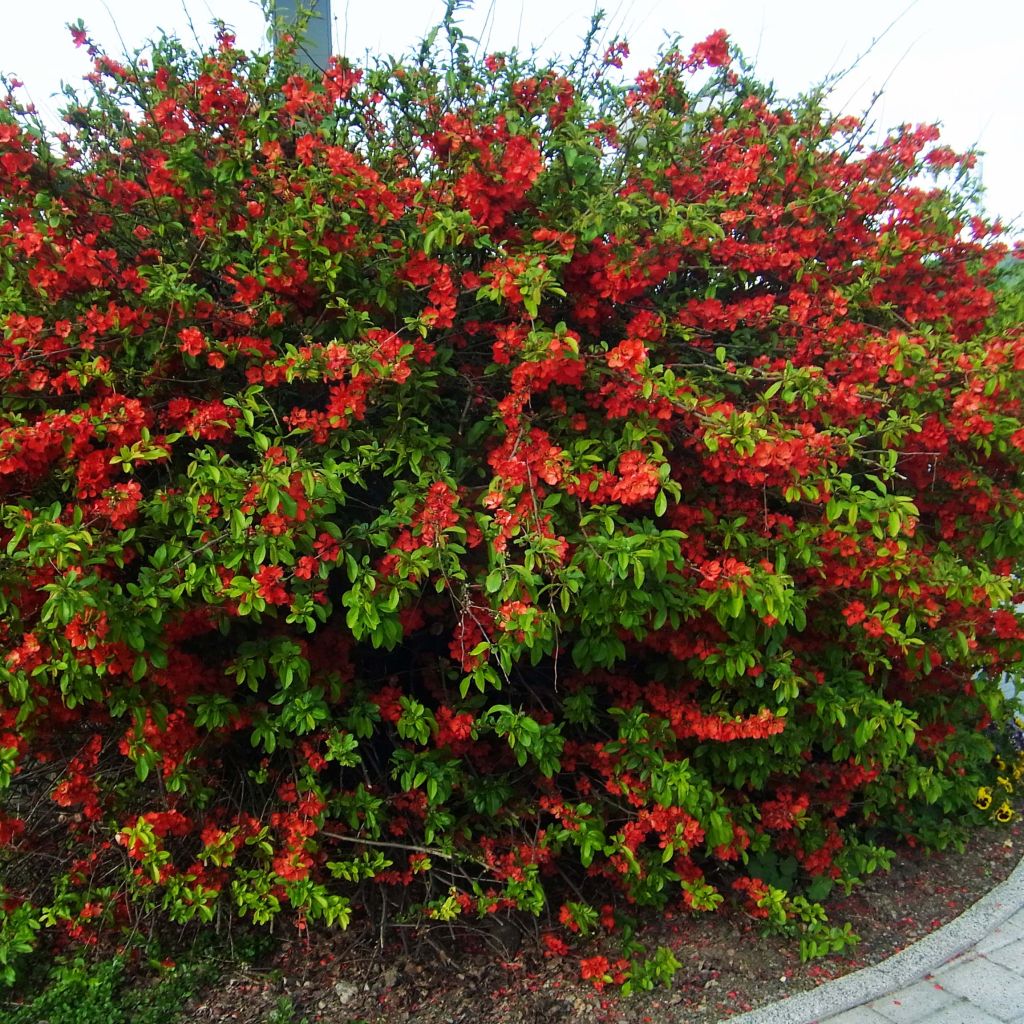 Cognassier du Japon Rubra - Chaenomeles speciosa