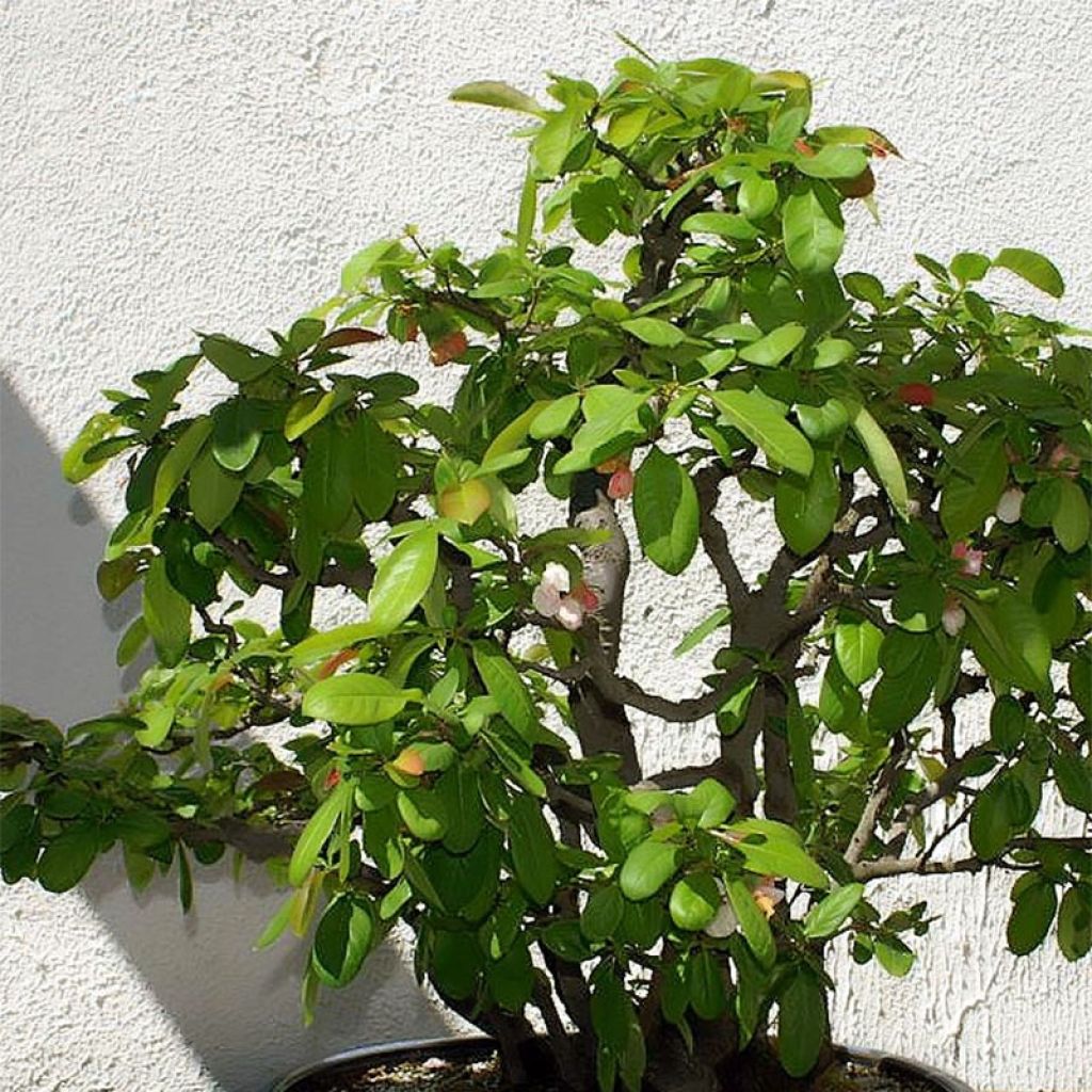 Chaenomeles speciosa Toyo-Nishiki - Fior di Pesco