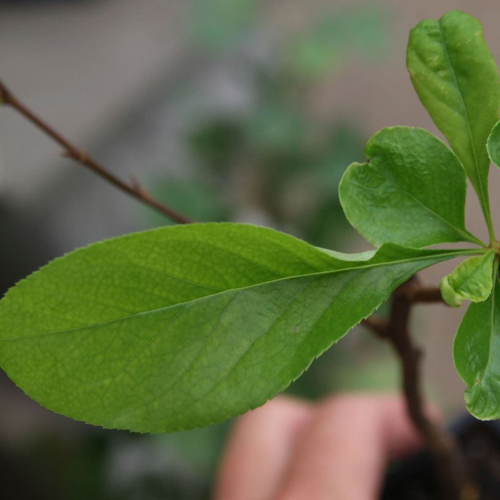 Chaenomeles speciosa Toyo-Nishiki - Fior di Pesco