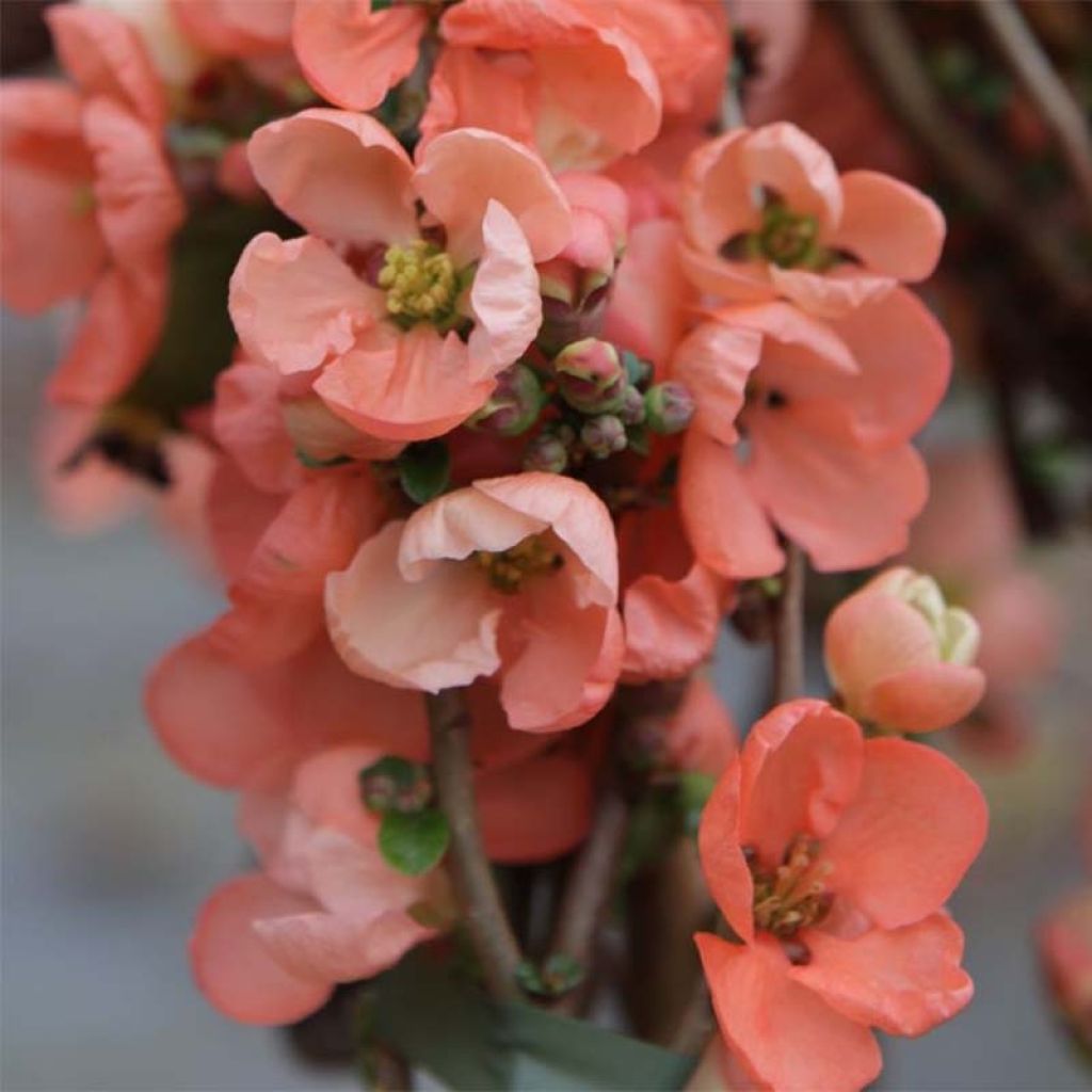 Chaenomeles superba Salmon Horizon - Fior di Pesco